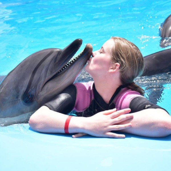 Dolphins Package